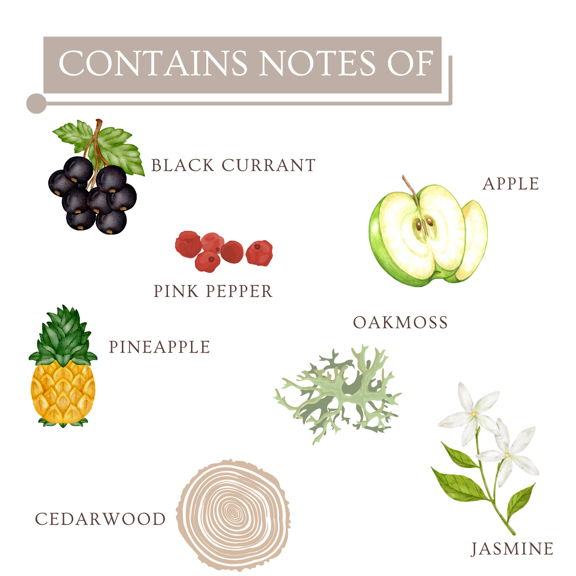 Avent Mens Fragrance contains notes of Black Currant, Apple, Pink Pepper, Pineapple, Jasmine, Oakmoss & Cedarwood