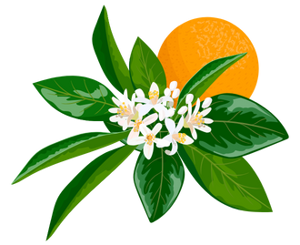 Neroli