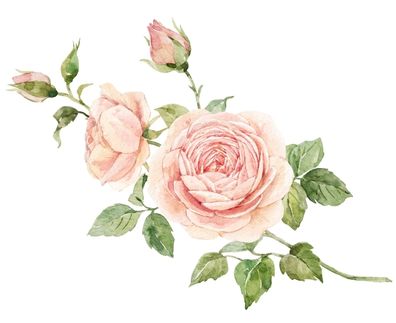 Rose flower
